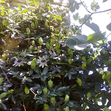 Oda ve Kahvaltı Monpoupon