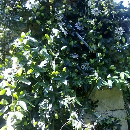 Oda ve Kahvaltı Monpoupon