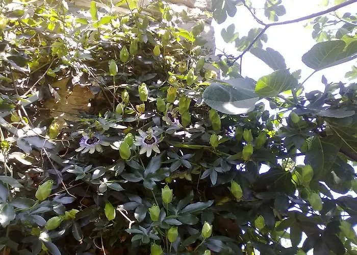 فندق مبيت وإفطار Monpoupon